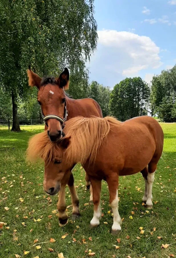 Stajnia Zuzelano Stadnina Koni - Węgrów